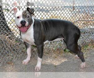 American Pit Bull Terrier Dogs for adoption in West Valley, UT, USA