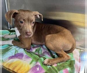 American Pit Bull Terrier Dogs for adoption in Salisbury, NC, USA