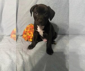 Border Terrier-Labrador Retriever Mix Dogs for adoption in New Hampton, NY, USA
