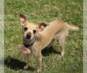 Italian Greyhuahua Dogs for adoption in Phoenix, AZ, USA