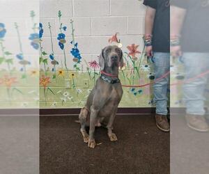 Weimaraner Dogs for adoption in Waynesboro, PA, USA