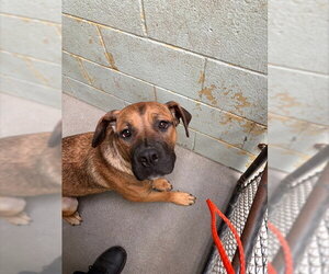 Mastiff-Unknown Mix Dogs for adoption in Stockton, CA, USA