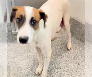 Labrador Retriever-Unknown Mix Dogs for adoption in Houston, TX, USA