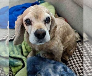 Cocker Spaniel Dogs for adoption in Omaha, NE, USA