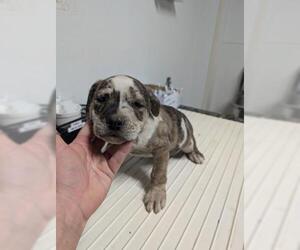 Catahoula Leopard Dog-Unknown Mix Dogs for adoption in Bakersfield, CA, USA