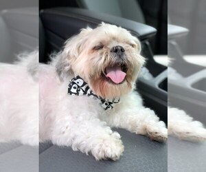 Shih Tzu Dogs for adoption in Oakhurst, NJ, USA