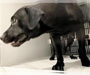 Labrador Retriever Dogs for adoption in Houston, TX, USA