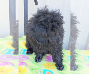 Poodle (Miniature) Dogs for adoption in Mountain View, MO, USA