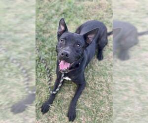 American Pit Bull Terrier-German Shepherd Dog Mix Dogs for adoption in Louisville, KY, USA