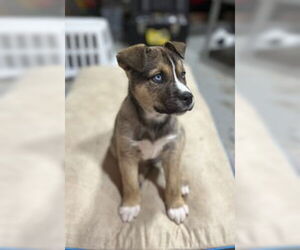 German Shepherd Dog Dogs for adoption in Salinas, CA, USA