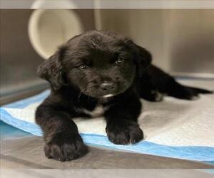 Labrador Retriever Dogs for adoption in Conroe, TX, USA
