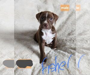American Pit Bull Terrier-Unknown Mix Dogs for adoption in Calgary, Alberta, Canada
