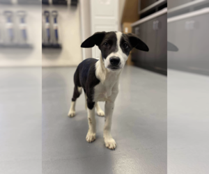 Mutt Dogs for adoption in Brooklyn, NY, USA