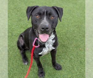 Mutt Dogs for adoption in Las Vegas, NV, USA