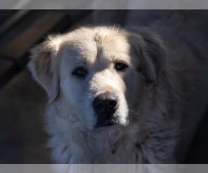 Great Pyrenees Dogs for adoption in Hamilton, MT, USA