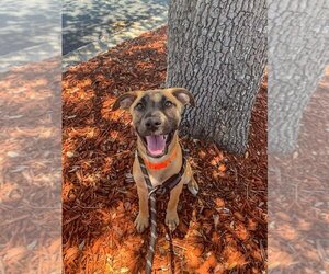 Black Mouth Cur Dogs for adoption in Zellwood, FL, USA