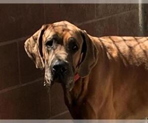 Great Dane Dogs for adoption in Missoula, MT, USA