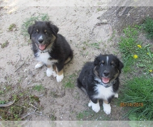 Australian Shepherd Dogs for adoption in Wyoming, MI, USA