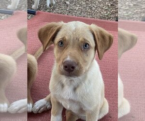 Australian Retriever Dogs for adoption in Bolivar, MO, USA