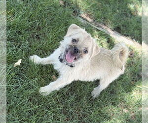 Pug-Unknown Mix Dogs for adoption in Phoenix, AZ, USA