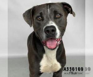 American Bandogge mastiff Dogs for adoption in Conroe, TX, USA