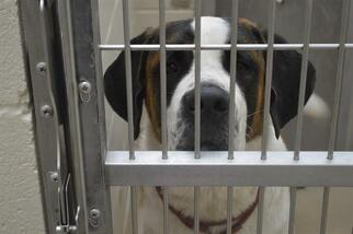 Saint Bernard Dogs for adoption in Decatur, IL, USA