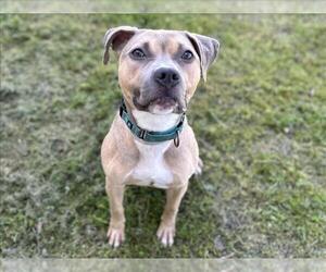 American Pit Bull Terrier Dogs for adoption in Martinez, CA, USA