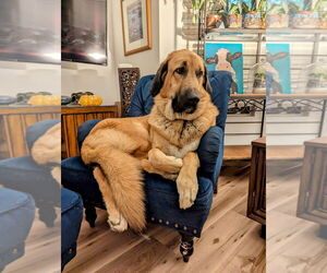 Anatolian Shepherd-Unknown Mix Dogs for adoption in Higley, AZ, USA