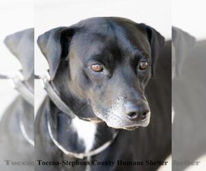 Retriever -Unknown Mix Dogs for adoption in Toccoa, GA, USA