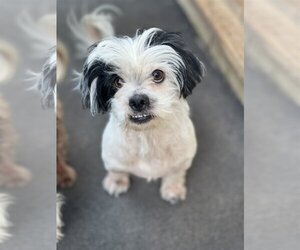 Shih Tzu Dogs for adoption in Dana Point, CA, USA
