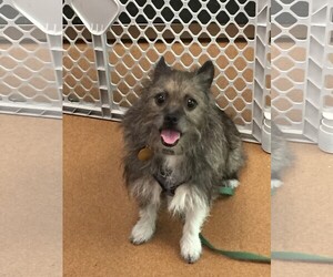 Cairn Terrier-Unknown Mix Dogs for adoption in Norwalk, CT, USA