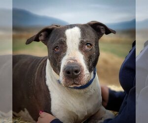 American Staffordshire Terrier-Unknown Mix Dogs for adoption in Yreka, CA, USA