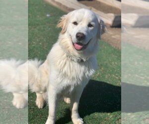 Great Pyrenees Dogs for adoption in Cedar Rapids, IA, USA