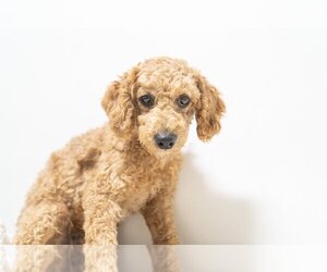 Cockapoo Dogs for adoption in Studio City, CA, USA