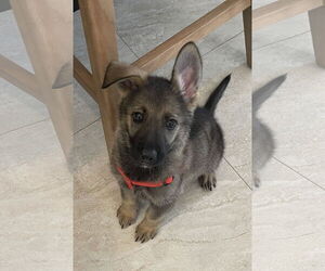 German Shepherd Dog Dogs for adoption in Royal Palm Beach, FL, USA