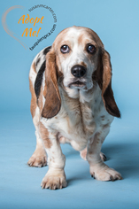 Medium Photo #1 Basset Hound-Unknown Mix Puppy For Sale in Warrenton, VA, USA