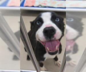 American Staffordshire Terrier Dogs for adoption in Derwood, MD, USA