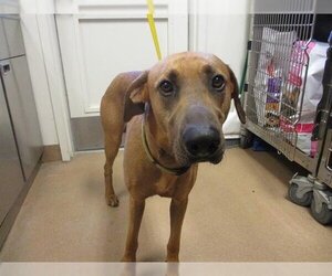 Redbone Coonhound Dogs for adoption in Norco, CA, USA