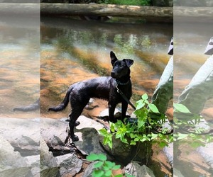 Mutt Dogs for adoption in Pottstown, PA, USA