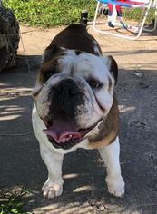 Bulldog Dogs for adoption in Montgomery, TX, USA