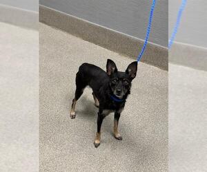 Chihuahua-Unknown Mix Dogs for adoption in Las Vegas, NV, USA