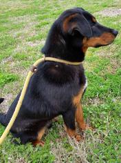 Basset Hound-Dalmatian Mix Dogs for adoption in Jefferson, TX, USA