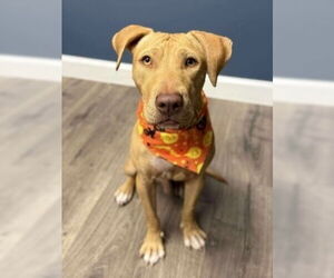 Labrador Retriever-Unknown Mix Dogs for adoption in Lakewood, CO, USA