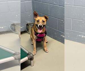 German Shepherd Dog-Welsh Corgi Mix Dogs for adoption in Rowlett, TX, USA