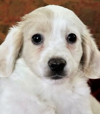 Bocker Dogs for adoption in Von Ormy, TX, USA