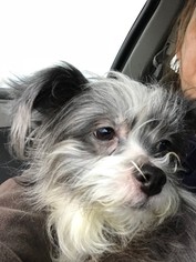 Shih Tzu-Unknown Mix Dogs for adoption in Clearfield, KY, USA