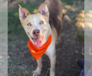 Huskies -Unknown Mix Dogs for adoption in San Antonio, TX, USA