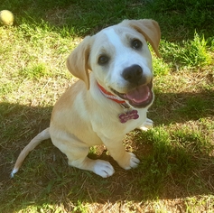 Medium Photo #1 Labrador Retriever-Unknown Mix Puppy For Sale in Irving, TX, USA