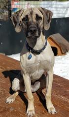 Black Mouth Cur Dogs for adoption in Frisco, CO, USA