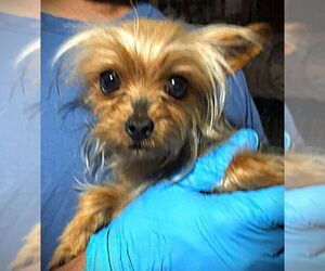 Mutt Dogs for adoption in Grafton, WI, USA